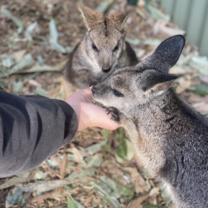 Pademelons at Featherdale Wildlife Park 
